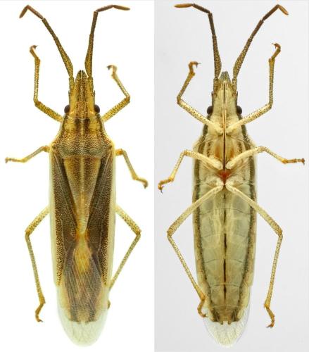 Réf. 343 953 : Mecidea minor